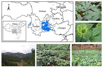 Evaluation of Ecological Suitability and Quality Suitability of Panax notoginseng Under Multi-Regionalization Modeling Theory